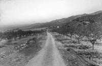 1900s - Unpaved Road Between Orchards