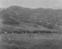 1880s - A local rancho's herd of cattle