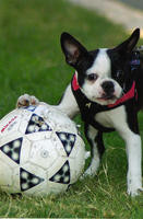 2000s - Dog with Soccer Ball