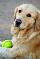 2000s - Dog with Softball