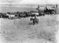 1890s - Local Agriculture