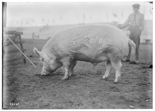 A.D. McCarty, Barn 7, livestock