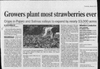 Growers plant most strawberries ever