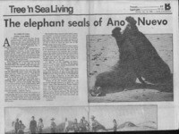 Elephant seals of Ano Nuevo