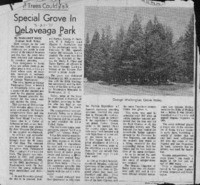 Special grove in DeLaveaga Park