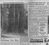 Coast Redwood is Queen Tree of County's Botanical Family