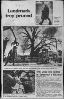 Landmark tree pruned: 145-year-old giant is deemed a hazard