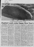 Elephant seals enjoy happy New Year's