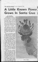 A little known flower grown in Santa Cruz