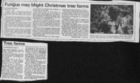 Fungus may blight Christmas tree farms