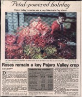 Roses remain a key Pajaro Valley crop