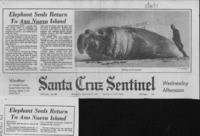 Elephant seals return to Ano Nuevo Island