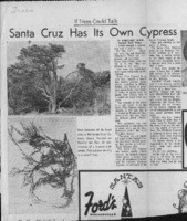 Santa Cruz Has Its Own Cypress