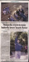 Monarchs return to make butterfly lovers' hearts flutter