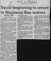 Squid beginning to return to Monterey Bay waters