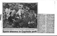 Spirit blooms in Capitola park