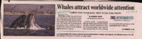 Whales attract worldwide attention