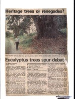 Heritage trees or renegades? Eucalyptus trees spur debate