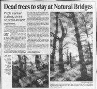 Dead trees to stay at Natural Bridges