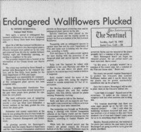 Endangered wallflowers plucked