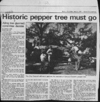 Historic pepper tree must go