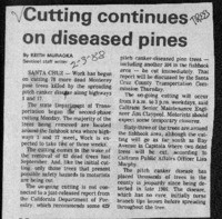 Cutting continues on diseased pines