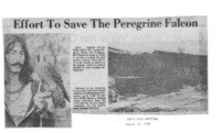 Effort To Save The Peregrine Falcon