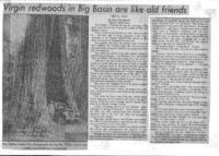 Virgin redwoods in Big Basin are like old friends