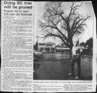 Dying SC tree will be pruned: Protests fail to save 145-year-old landmark