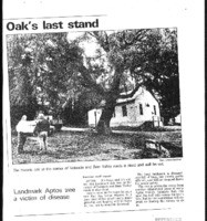 Oak's last stand