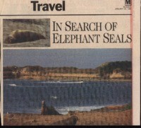 In search of elephant seals