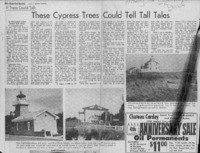 If Trees Could Talk-These Cypress Trees Could Tell Tall Tales