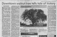 Downtown walnut tree tells tale of history