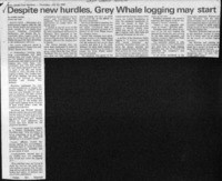 Despite new hurdles, Grey Whale logging may start