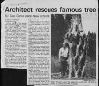 Architect rescues famous tree