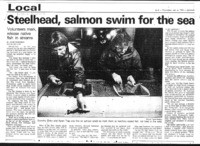 Steelhead, salmon swim for the sea
