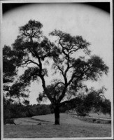 Coast live oak (Quercus agrifolia)