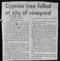 Cypress tree felled at site of vineyard