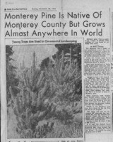 Monterey Pine is Native of Monterey County but Grows Almost Anywhere in World