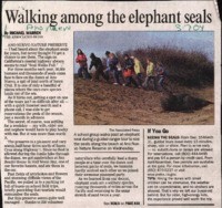 Walking among the elephant seals