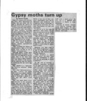 Gypsy moths turn up