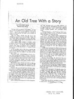 An Old Tree With a Story