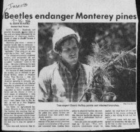 Beetles endanger Monterey pines