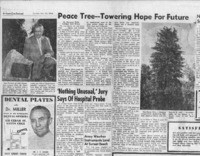 Peace Tree-Towering Hope for Future