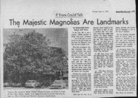 The Majestic Magnolias Are Landmarks