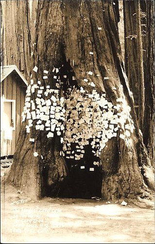 The Card Tree' Santa Cruz Big Trees