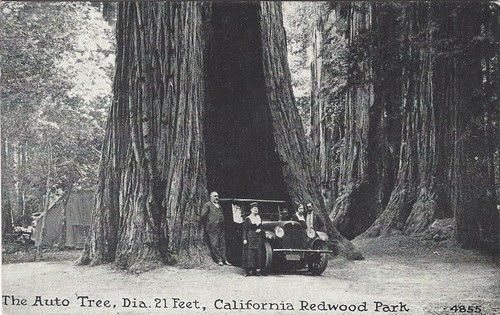 The Auto Tree, Dia 21 Feet, California Redwood Park