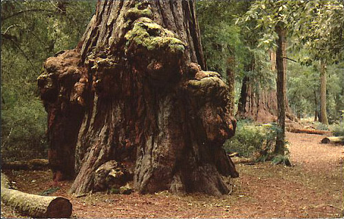 "Animal Tree," Big Basin Redwoods State Park