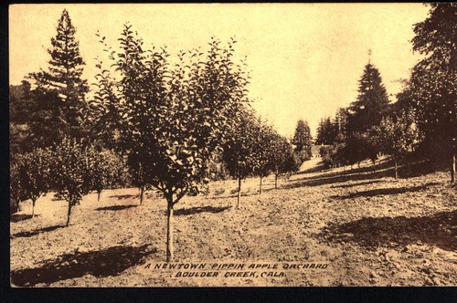 A Newtown Pippin Apple Orchard