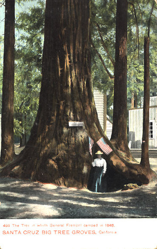 Tree in which General Fremont camped in 1848